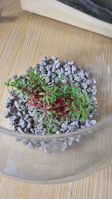 Vendo aquário com pedras e flor