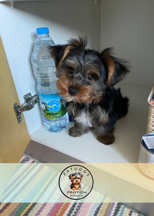 Yorkshire Terrier excelente qualidade