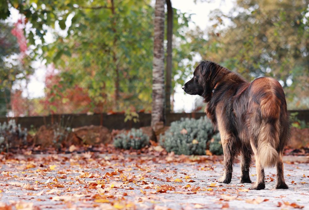 Cachorro, cães Serra da Estrela