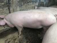 Продам свиней домашніх живою вагою, туші, напівтуші, четверті