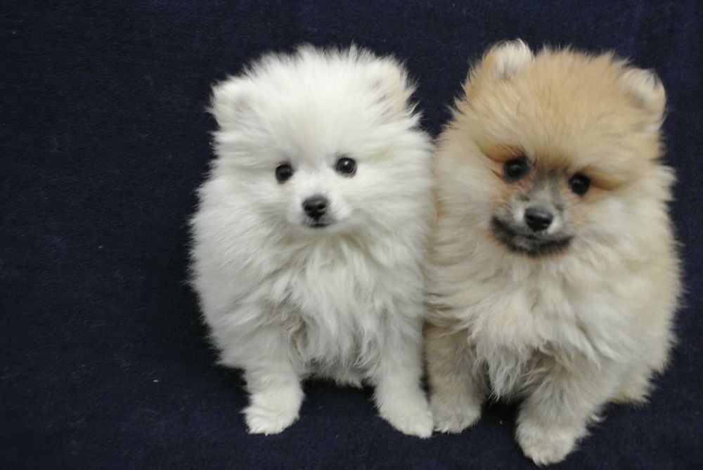 Szpic miniaturowy pomeranian