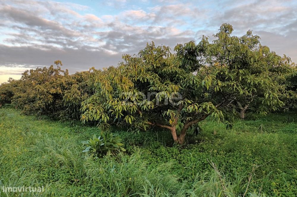 Terreno Agricola em Silves