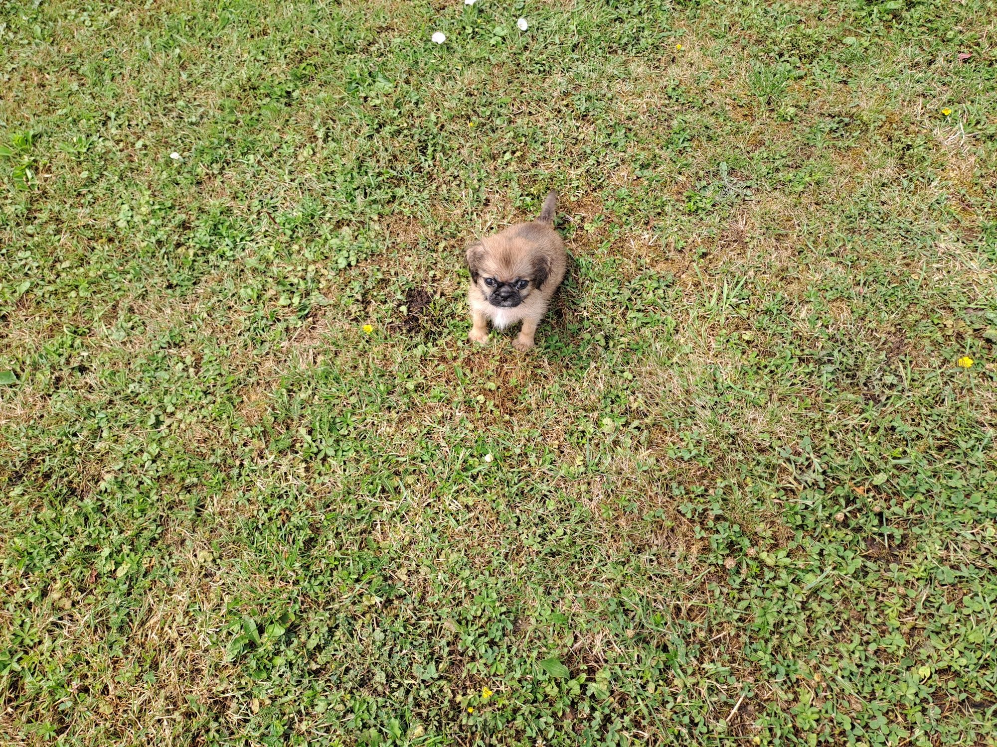 Shih-tzu suczka z genem ( Prapso)