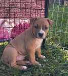 Amstaff-chłopak (FCI)