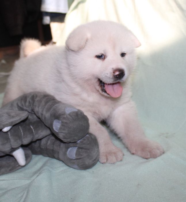 Akita Japońska (Inu ) REZERWACJA