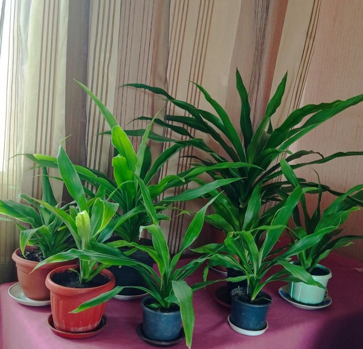 Юкка (драцена) цветущая