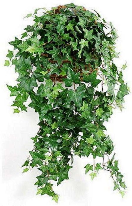 Плющ комнатный хедера Hedera colchica