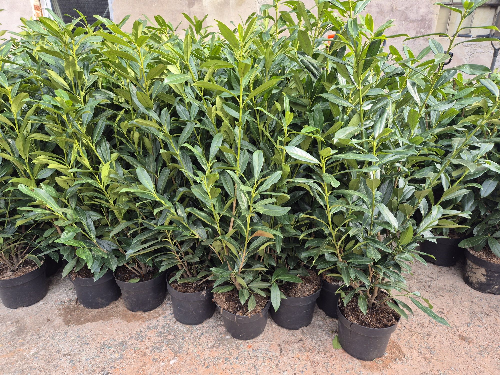 Laurowisnia Caucasica duże sadzonki 130-140cm