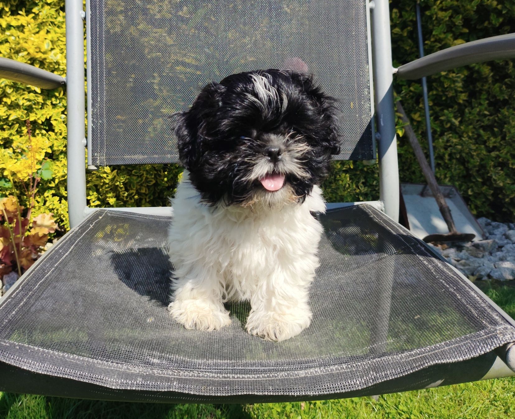 Malutka suczka Shih Tzu