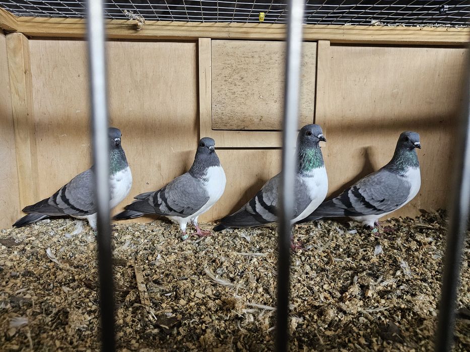 Gołębie czajki wiedeńskie