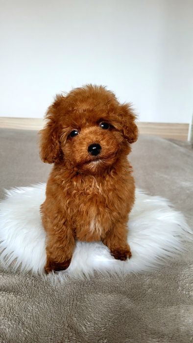 Мальтіпу, той пудель, хлопчик, тікап Китай [poodle teacup]