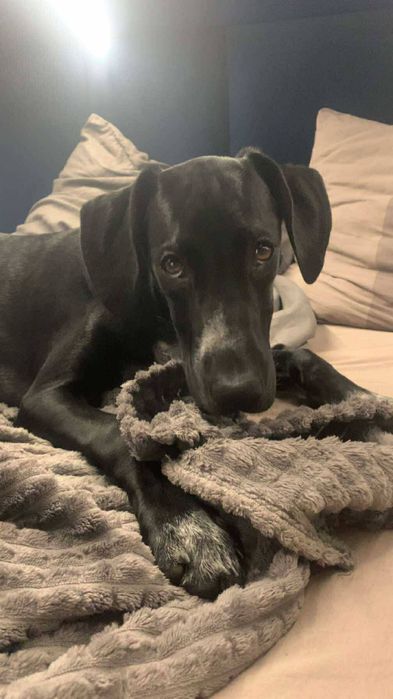 PRADA szuka nowego domu