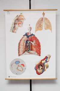 Poster Orgãos Respiratórios V2036 DHM Vintage 1993