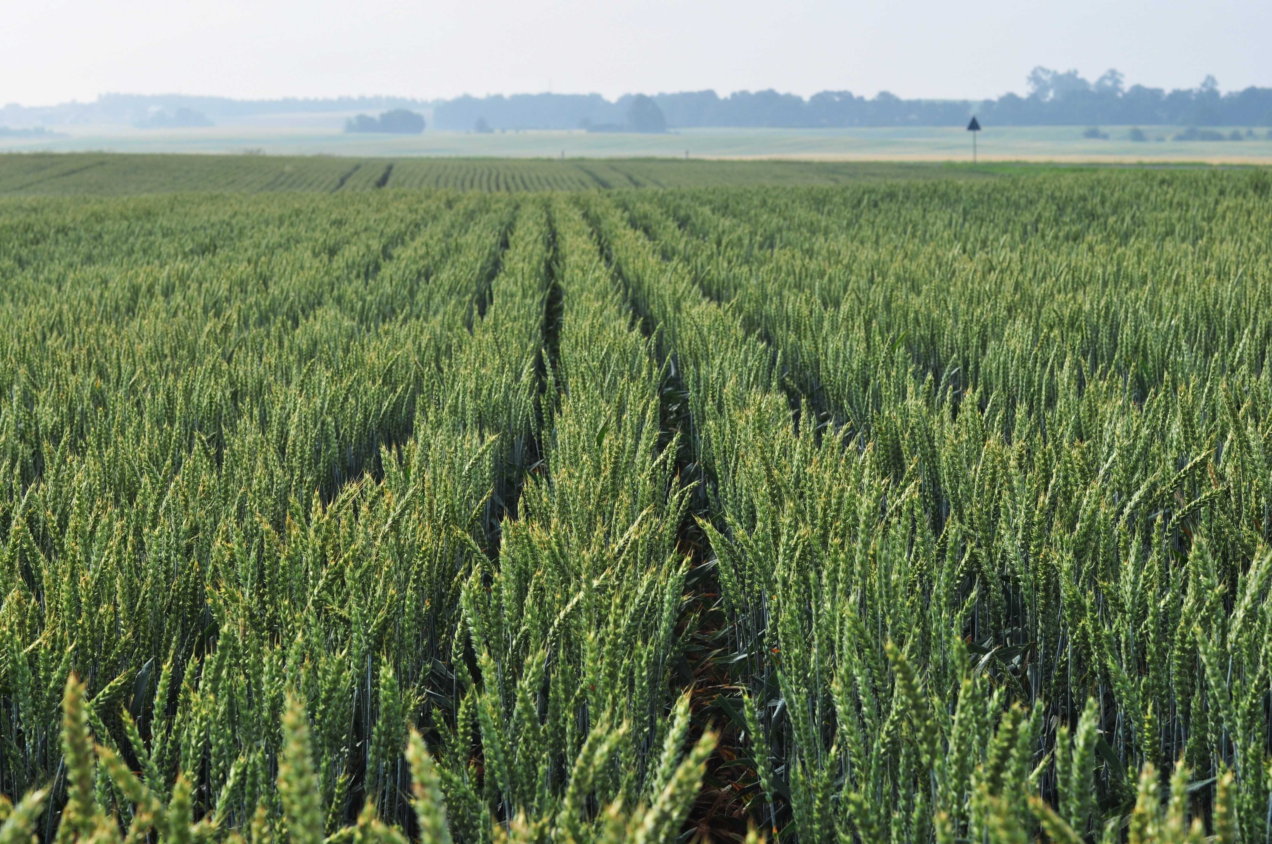 Siew bez orki MZURI -  GPS - rzepak, zboża  - Strip-till -EKOSCHEMAT