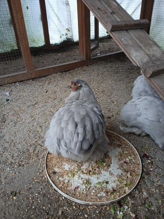 karzelek kochin karzelki kochiny mlodziez