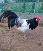 Koguty lakenfelder volwerk ayam cemani