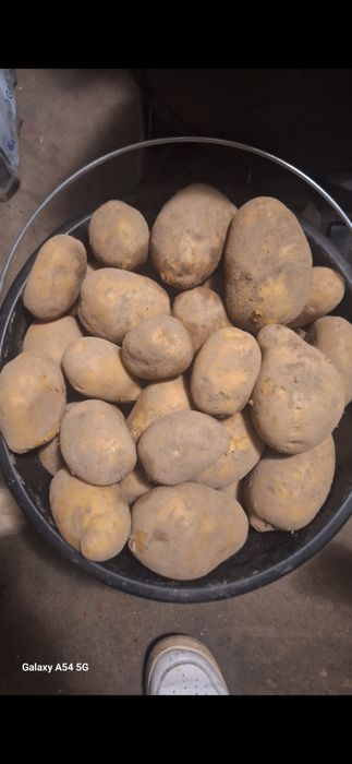 Ziemniaki soraya sadzeniaki