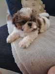 Piękna suczka rasy SHIH TZU