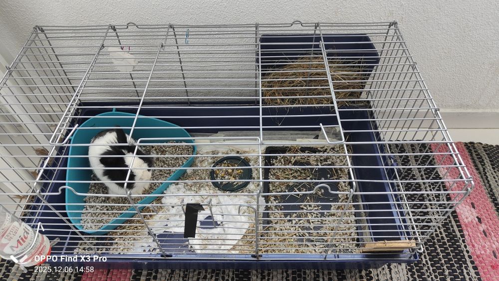 Mini Coelho - Lion Head