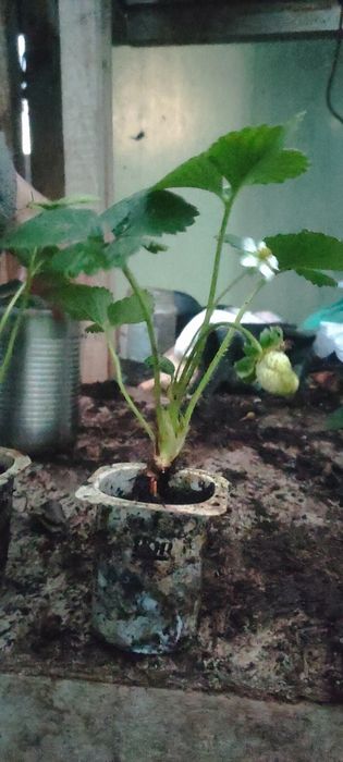 Morangueiros San Andreas