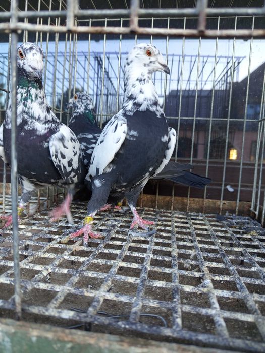 Gołębie  pocztowe tygrysy