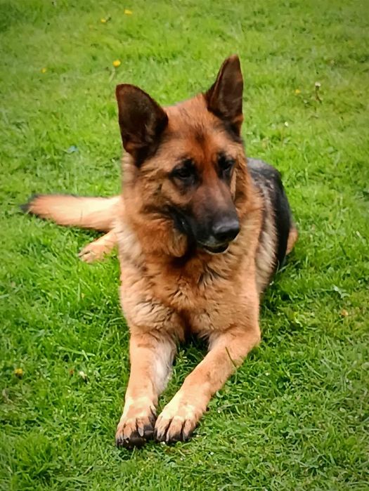 Owczarek niemiecki suka I