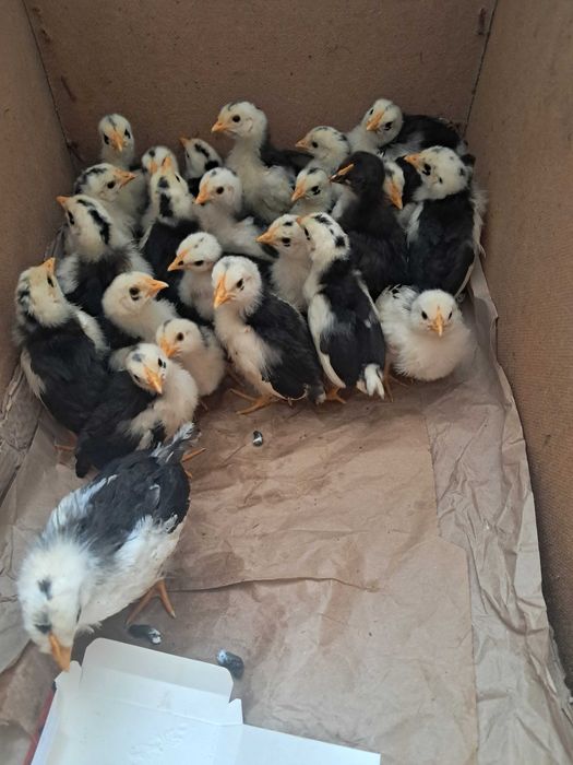 Курчата породи легорн далматинець