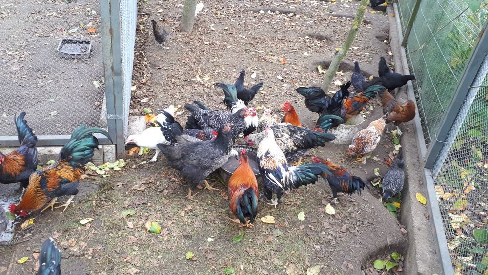 Kurki i koguty ozdobne