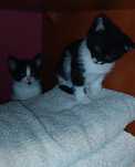 Kotki do adopcji