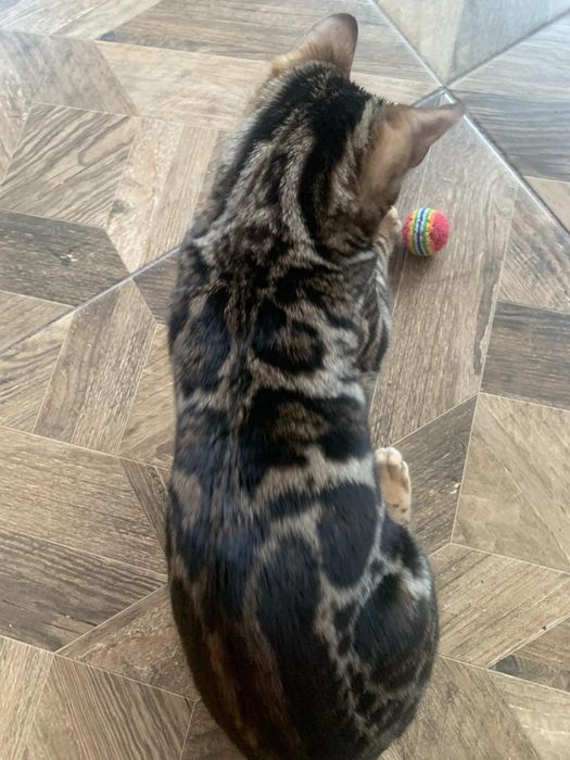 Бенгальске кошеня хлопчик 5міс