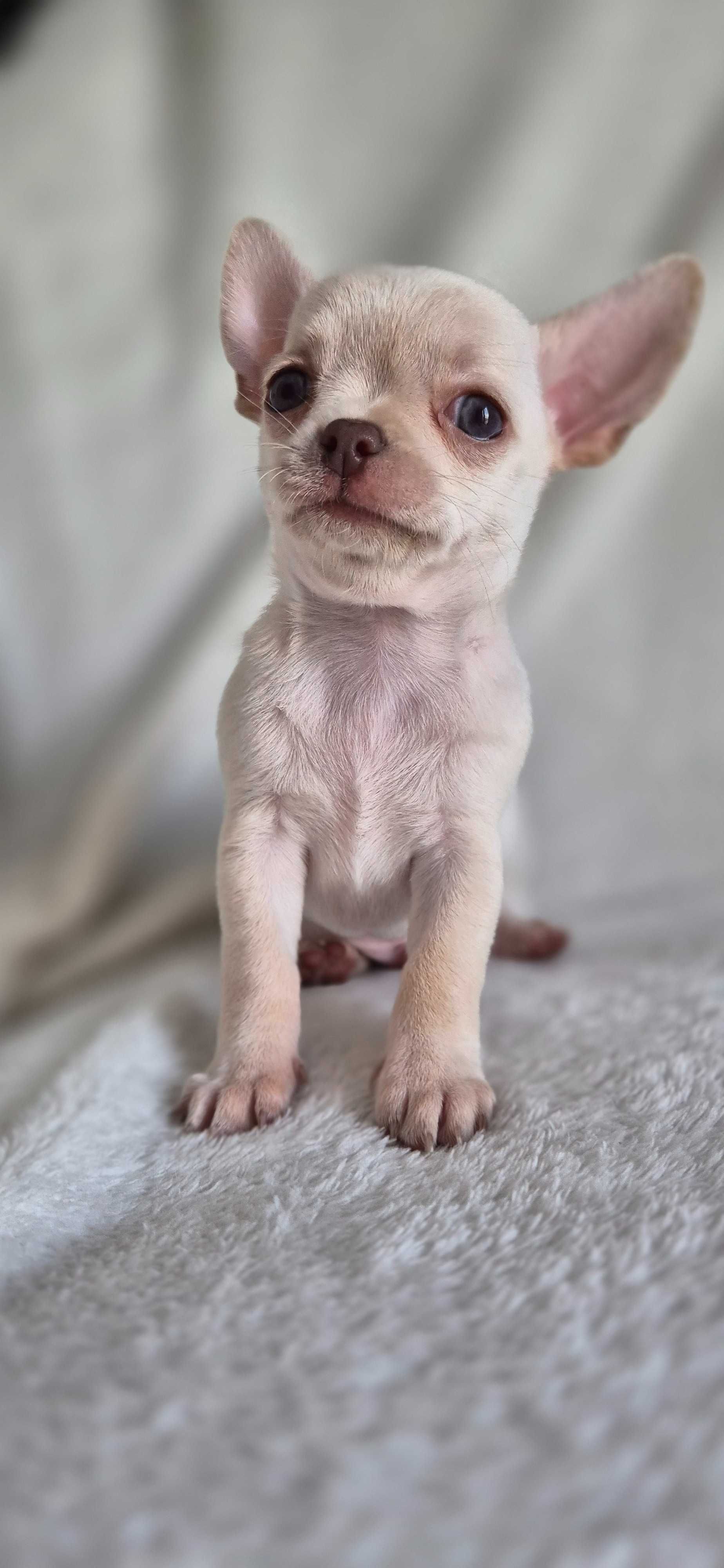 Chihuahua chlopiec