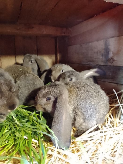 Kroliki barany francuskie