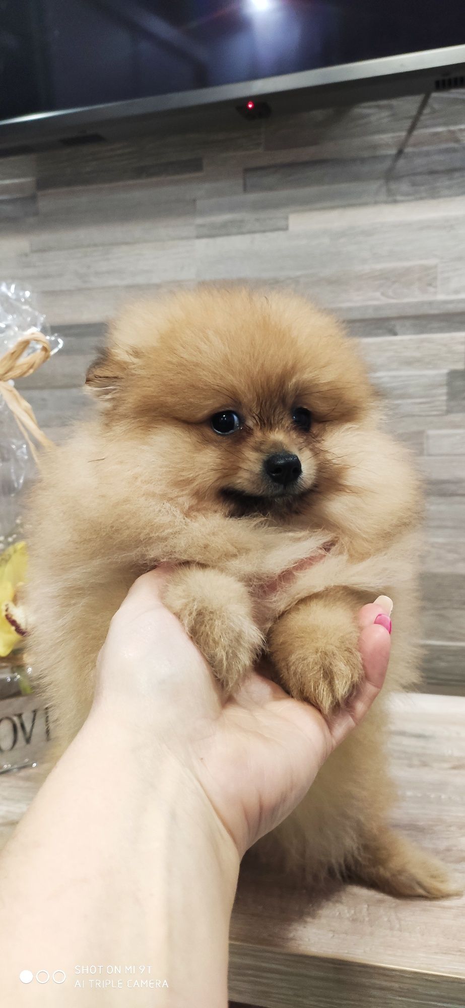 Szpic miniaturowy Pomeranian 2xszczepienia I wyprawka