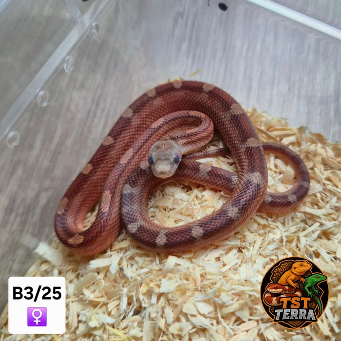 Węże zbożowe/mahoniowe/smugowe