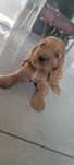 Cocker spaniel angielski piesek