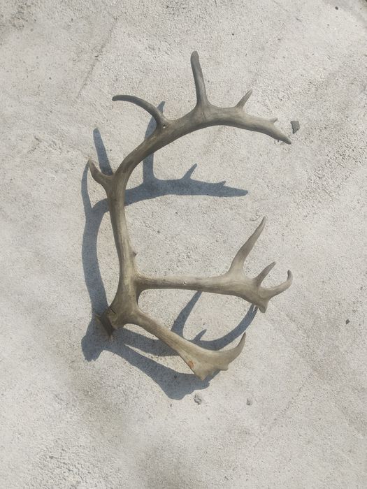 Роги оленя натуральні