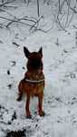 Owczarek belgijski Malinois mix kora w schronisku  w lututowie