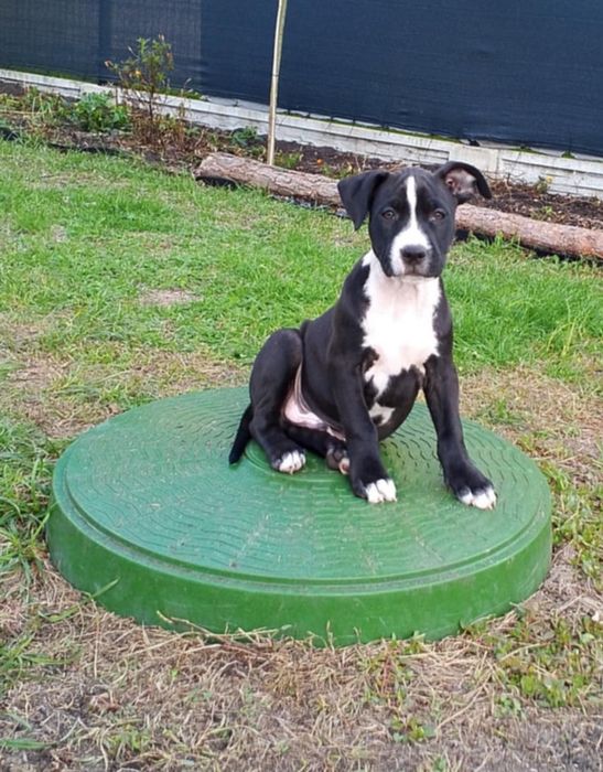Szczenię Pitbull terrier