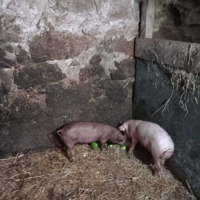 Porco de carne cazeiros