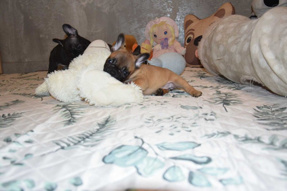 buldog francuski buldogi ZkWP FCI