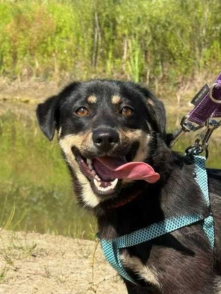 Zygzak- radosny i młody psiak do adopcji