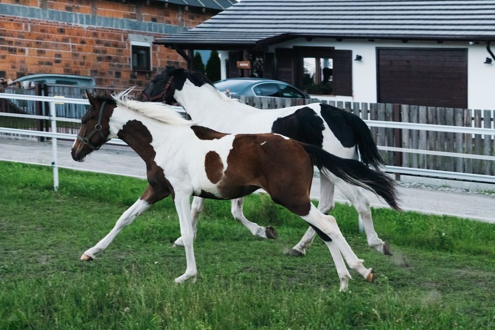 Ogierek srokaty wielkopolski