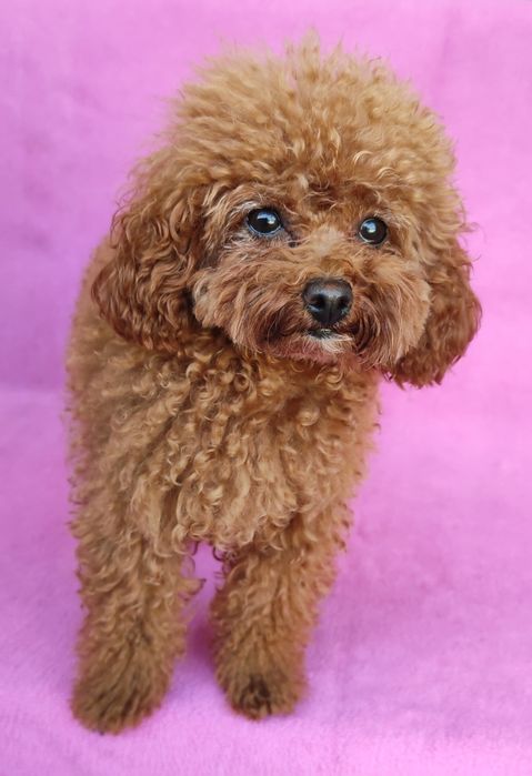 Перетримка собак