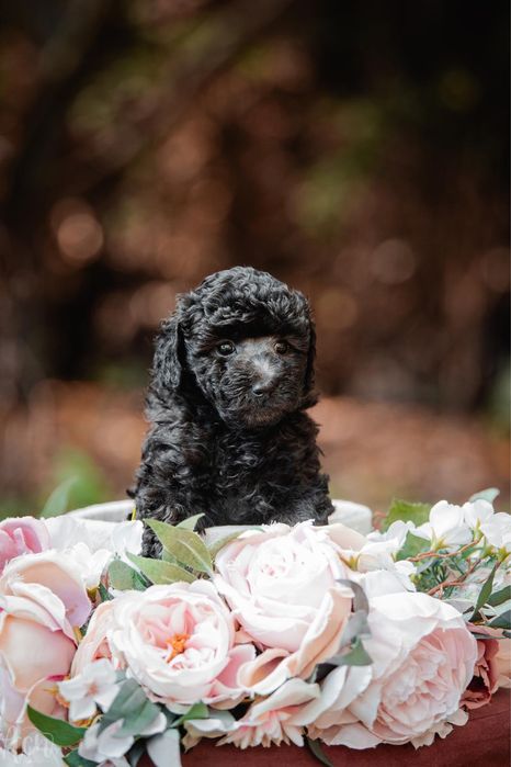 Malenki pudelek toy / mini szary - srebrny