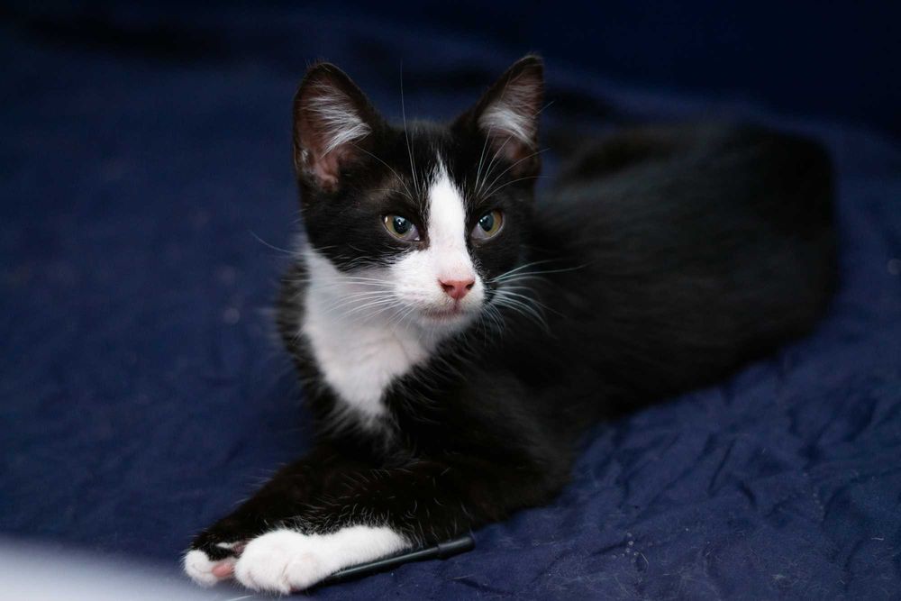 Popcorn - kot do adopcji