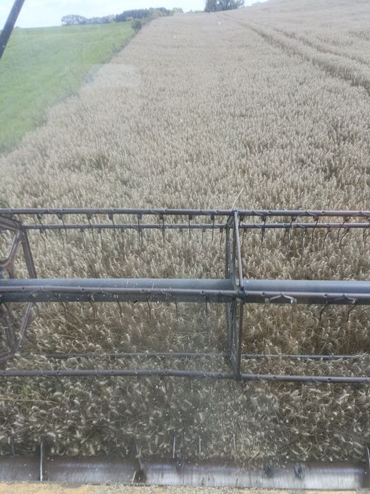 Sprzedaz zboża pszenica owies jęczmień