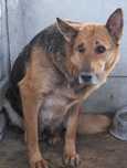 Lerwa suka w typie owczarka niemieckiego do adopcji