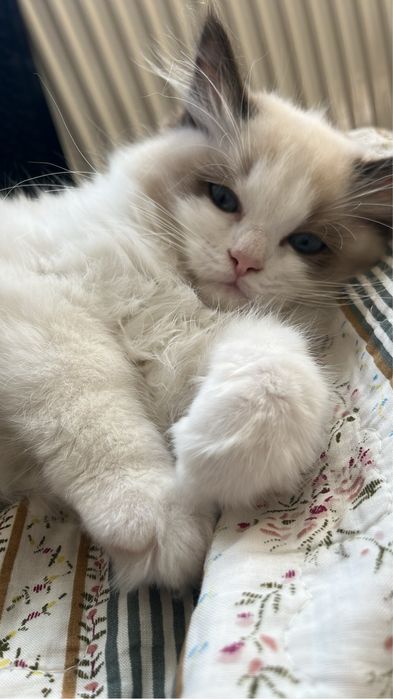 Kocurek z rodowodem Ragdoll