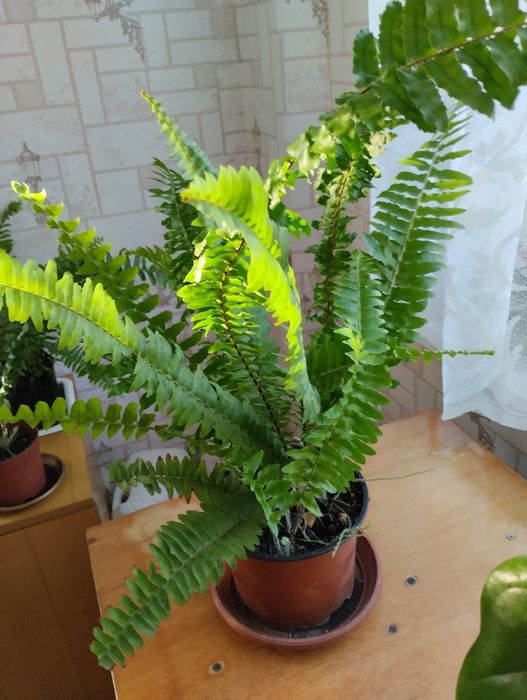 Папоротник Нефролепсис  для дома