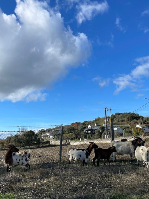 Lote de cabras anãs